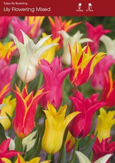 Mixed Lily Flowering